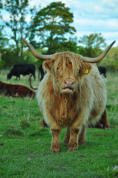 Highland Cow With Long Horns — Stock Photo, Image