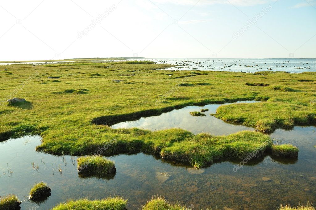 Clear Waters Of Wetland Marshes