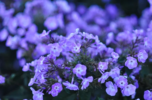 Close Focus On Purple Flowers Stock Photo