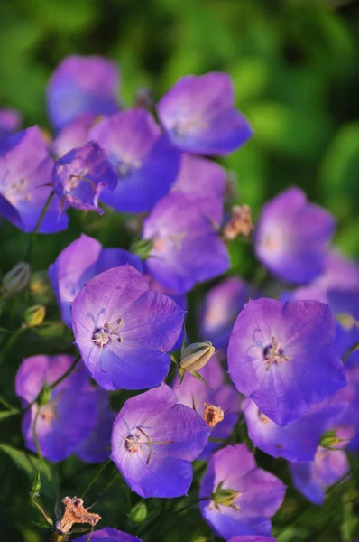 Hübsche lila Blüten — Stockfoto