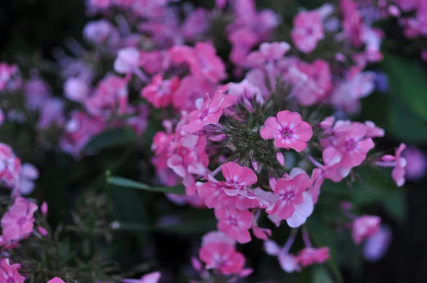 Beautiful Pink And Magenta Flowers — Stock Photo, Image