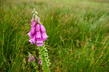 Pink Foxglove flower with raindrops clipart