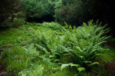 Fern karanlık ormanın içinde