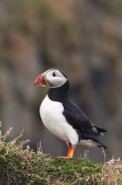 Cute puffin bird from Iceland clipart