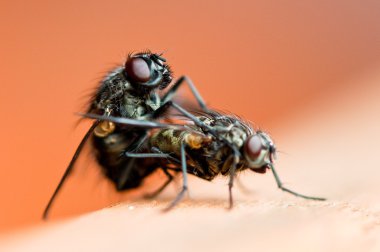 Two flies enjoying some good sex clipart