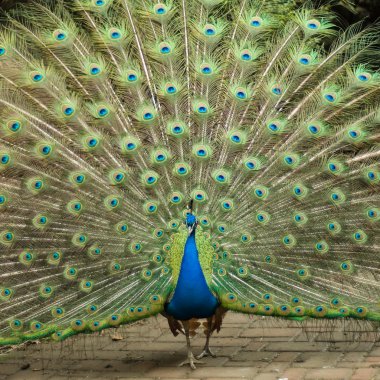 Peacock trying to impress female clipart