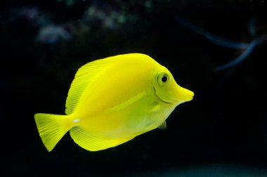 parlak sarı tropikal balık