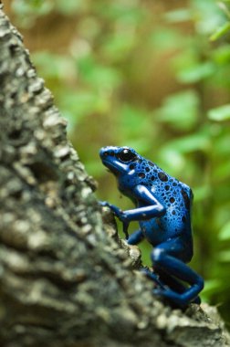 Blue dart poison frog clipart