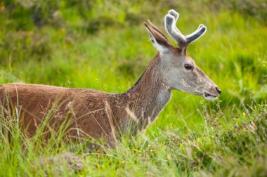 yüksek otların arasında merakla otlatma whitetail buck portre