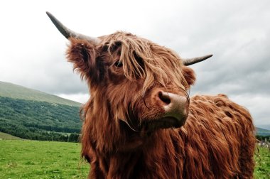 Portrait of highland cow clipart