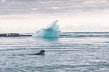 Sela swimming in glacier lake clipart