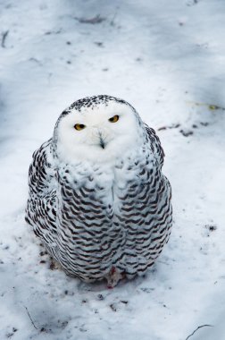 Snow owl sitting clipart