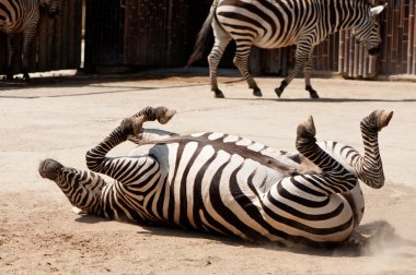 zebra Barrell rulo yapıyor