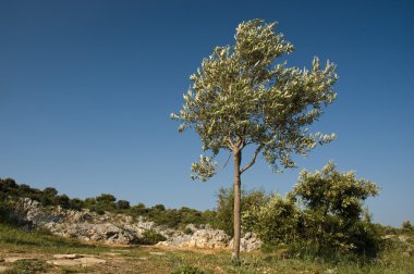 zeytin ağacı