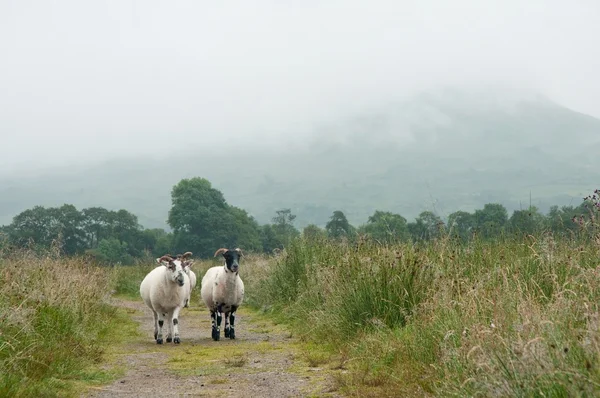 İskoçya'da yürüyen iki koyun — Stok fotoğraf