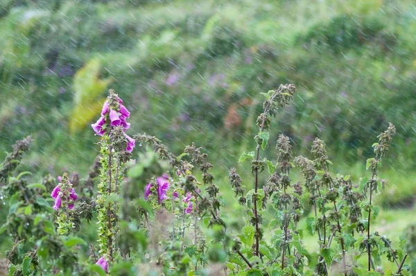 Ortica e guanto di volpe sotto la pioggia — Foto Stock
