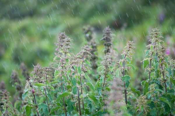 Urtiga na chuva — Fotografia de Stock
