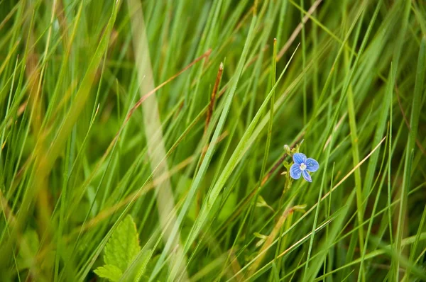 Pequena borboleta azul na grama (Glaucopsyche Lygdamus ) — Fotografia de Stock