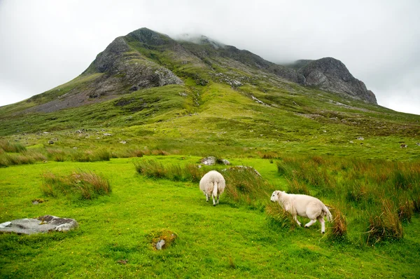 Πρόβατα που βοσκούν καταπληκτική landscapeof στη Σκωτία, κάτω από τεράστια βουνό — Φωτογραφία Αρχείου