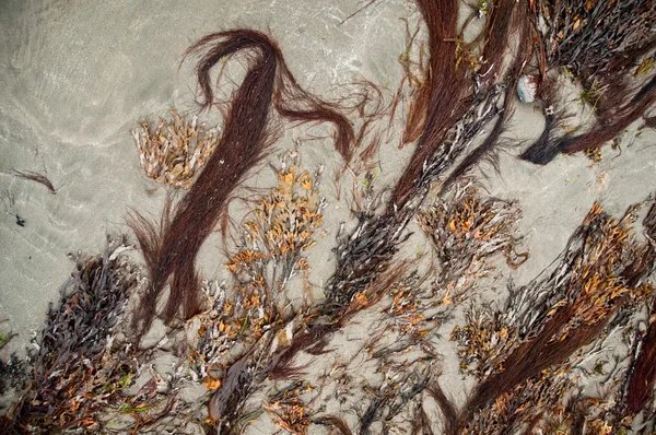 Abstração de ervas daninhas do mar — Fotografia de Stock