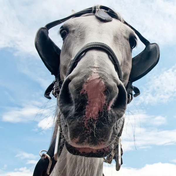 Curieux cheval de calèche regardant dans la caméra — Photo