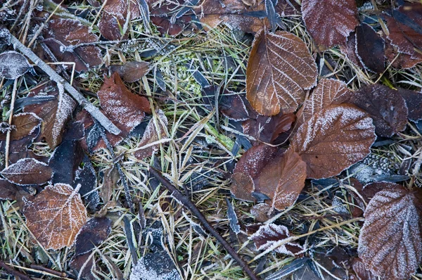 얼어붙은 나뭇잎이 땅에 떨어지다 — 스톡 사진