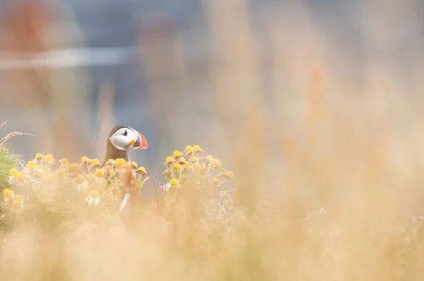 Lindo pájaro frailecillo escondido en hierba amarilla y flores — Foto de Stock