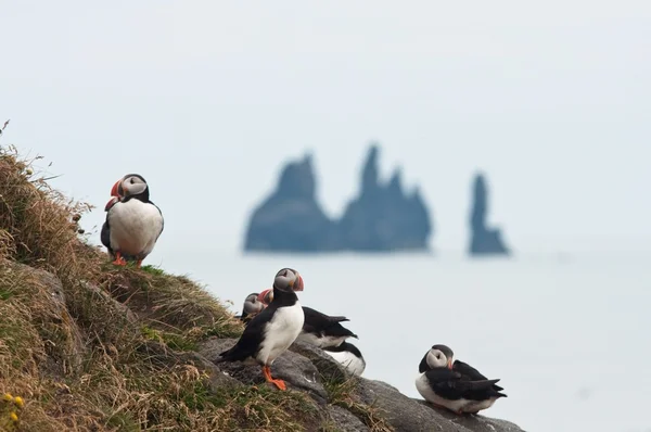 Colonia de frailecillos en Islandia, formación de rocas agudas en el mar — Foto de Stock