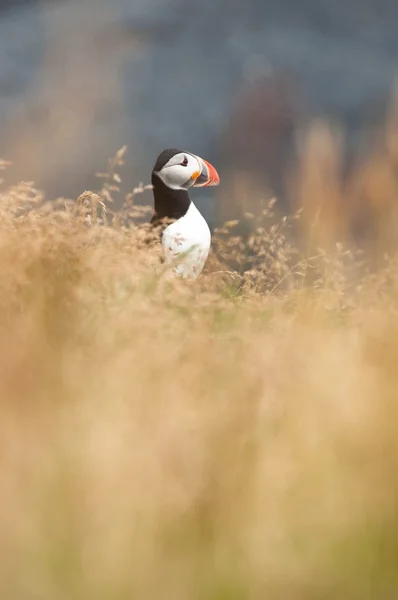Maskonur ładny ptak ukrywa się w żółty trawy i kwiaty — Zdjęcie stockowe