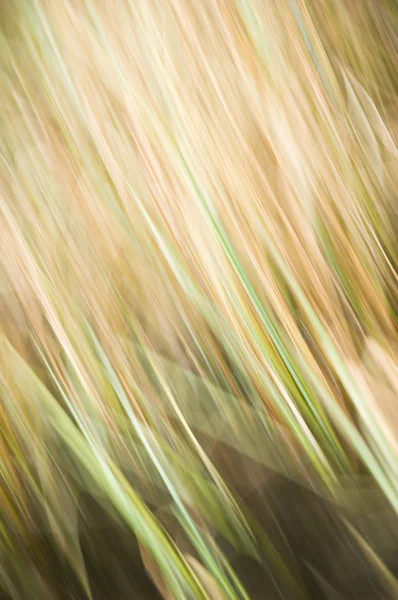 Abstract motion-blurred nature-based background — Stock Photo, Image