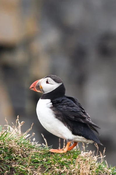 İzlanda'dan şirin martı kuşu — Stok fotoğraf