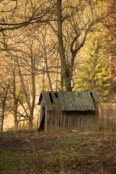 Oude schuur in het bos — Stockfoto