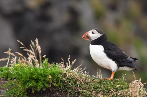 Roztomilý puffin pták z Islandu — Stock fotografie