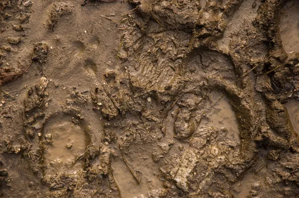 Fotspår i lera — Stockfoto