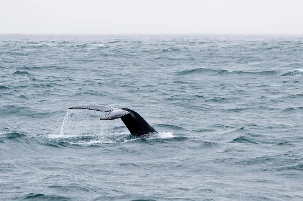 Coda di balena — Foto Stock