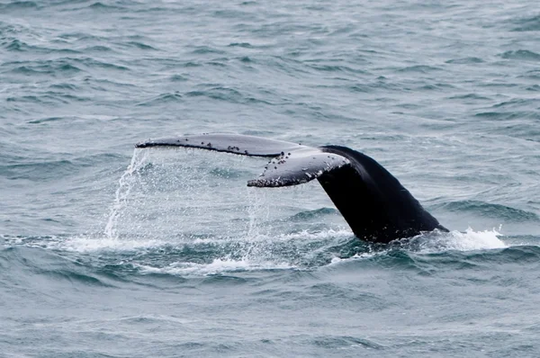 Queue de baleine — Photo