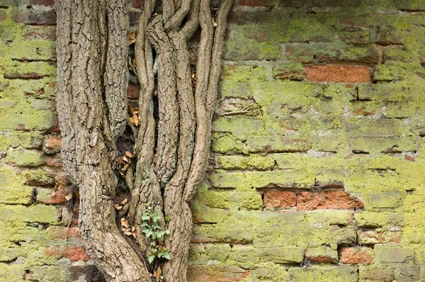 Crooked tree — Stock Photo, Image
