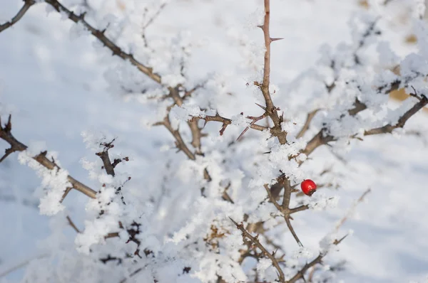 Baga vermelha em arbusto coberto de neve — Fotografia de Stock