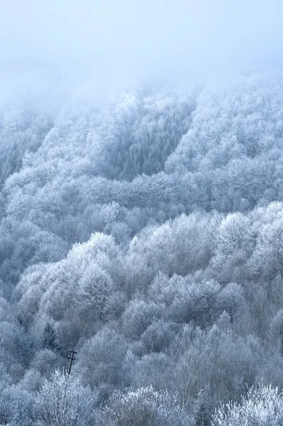 Wald im Winter — Stockfoto