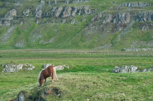 산에서 풀을 뜯는 말 — 스톡 사진