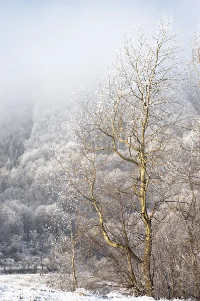 雪の降る背景に対してゴールデン ツリー — ストック写真