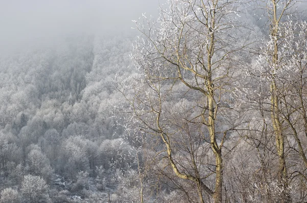 雪の降る背景に対してゴールデン ツリー — ストック写真