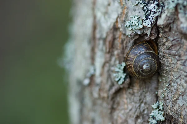 Snail on the trunk — Stock Photo, Image