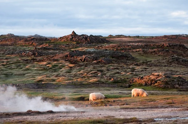 Krásy Islandu s pár ovcí a horký pramen — Stock fotografie