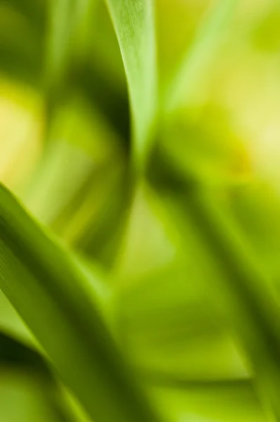 Abstract plant — Stock Photo, Image