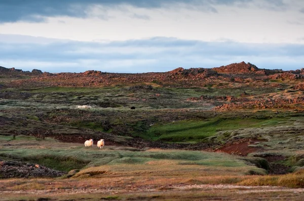 Bela paisagem Islândia com par de ovelhas — Fotografia de Stock