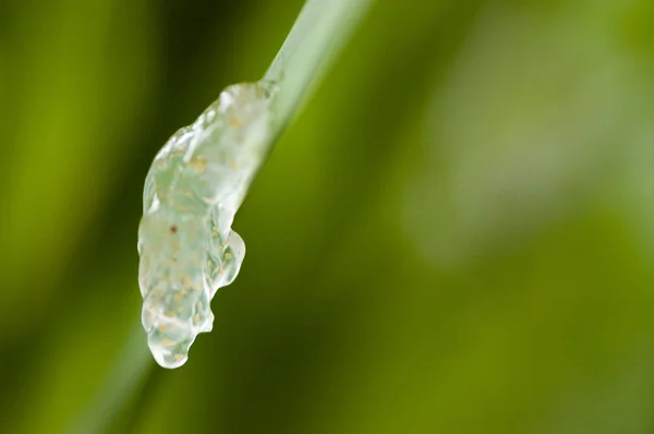 stock image Toad eggs