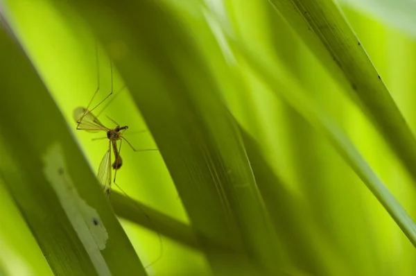 Mosquito hiding in grass — Stock Photo, Image