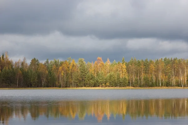 Podzimní březový les na břehu jezera — Stock fotografie