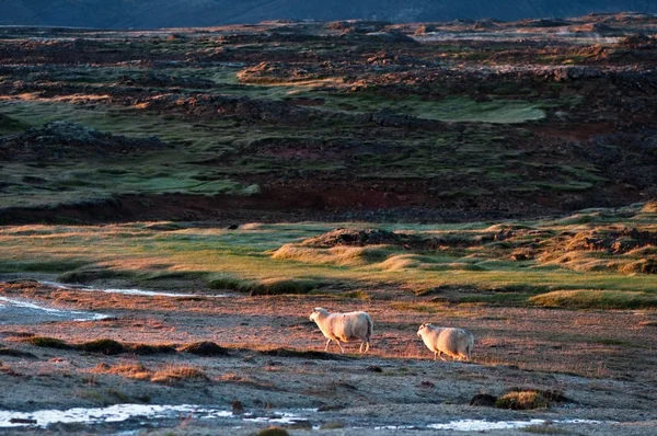 Prachtige landschap van IJsland met paar van schapen — Stockfoto